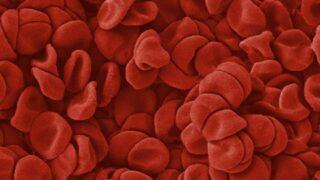 Blood Cells, SEM. Anne Weston, Francis Crick Institute. Source: Wellcome Collection.